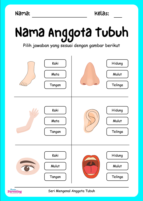 Anggota Tubuh